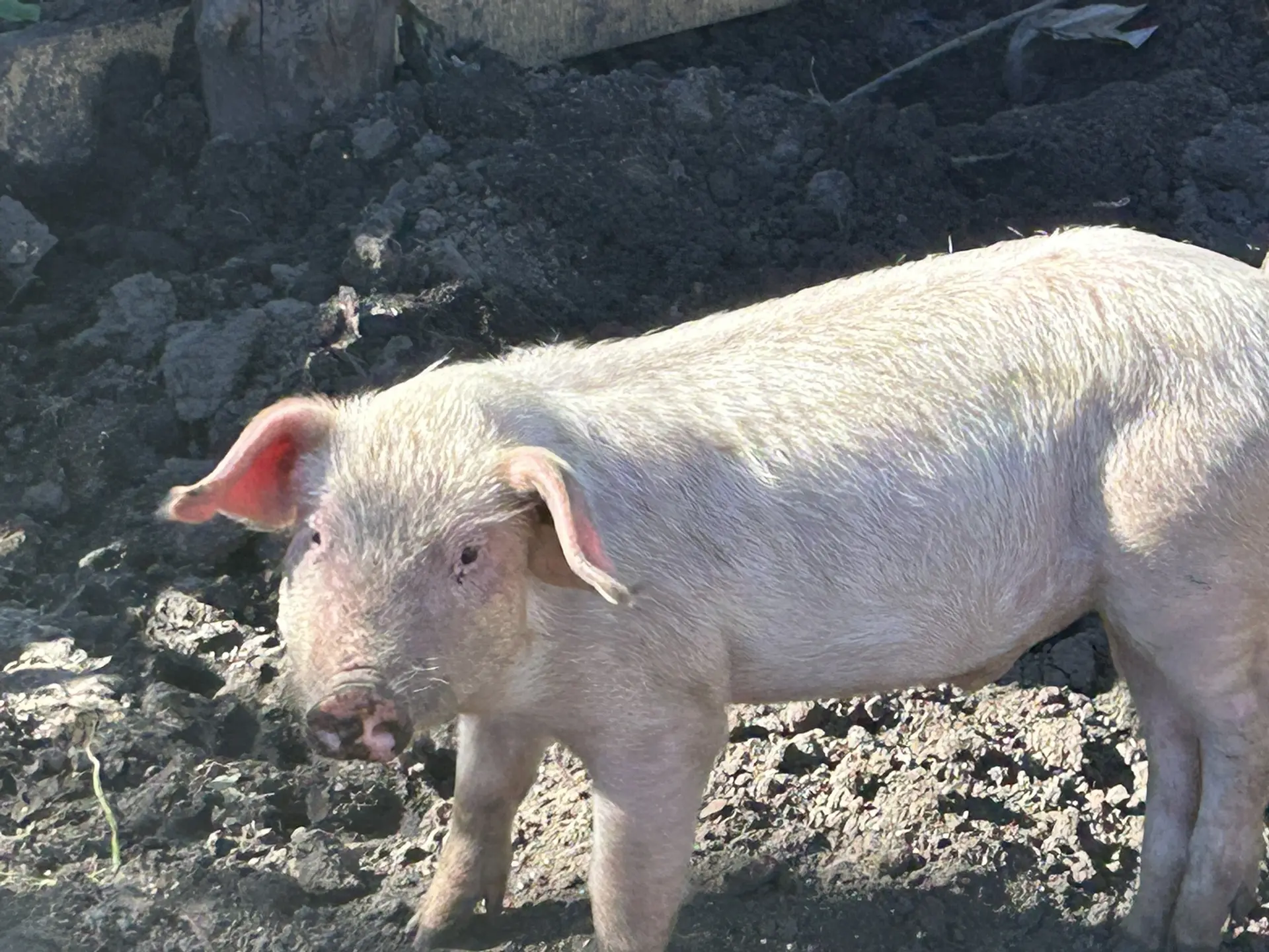 Поросята 🐷 2 мясяца Боровки не кастрированные Лукино 
89125258562 -5500₽