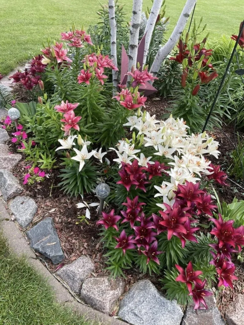 Лилии в саду: посадка и уход 🌸🌿

Май — время посадки лилий. Какие правила нужно знать?

Посадка ли