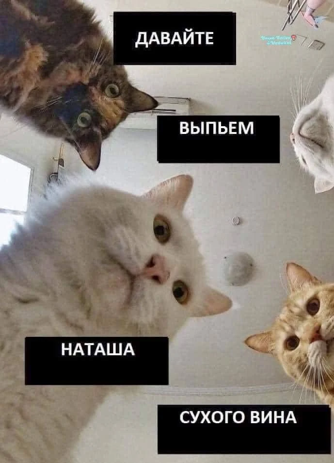 Пятничные коты😁🥂

Ваша Бабка🍄 @Hoduttut