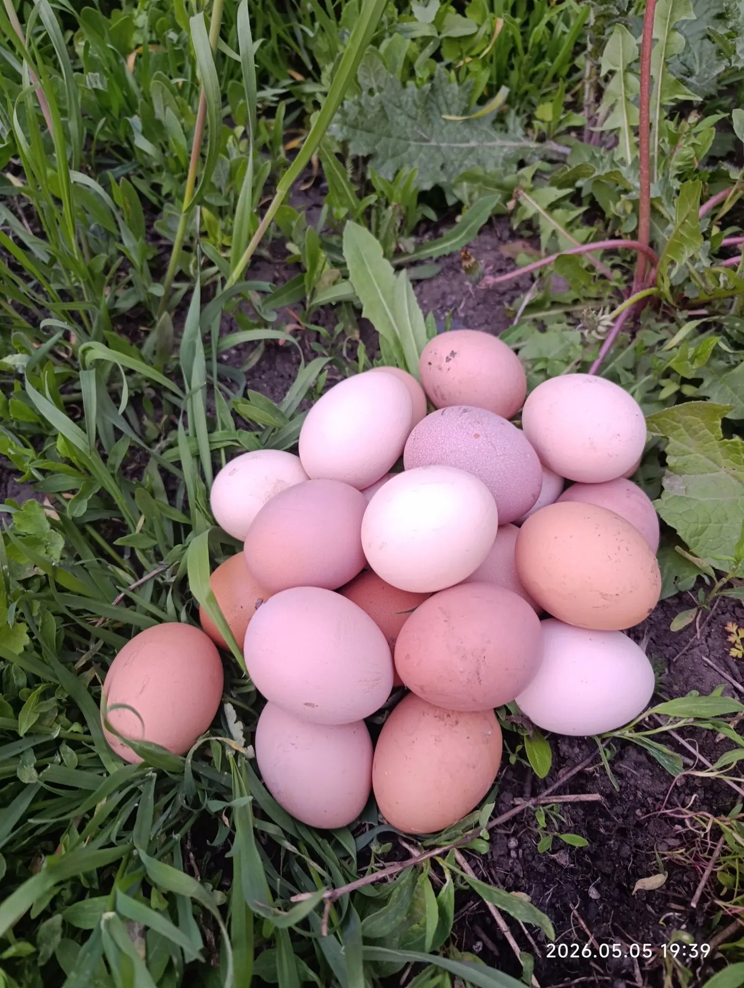Продам домашние яйца.
Цена 130р.
Звонить +79490952578 или в личку.