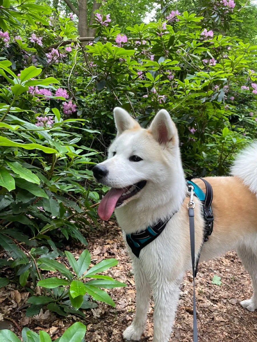Заплыв устроили, цветочками полюбовались, день удался😌

🐶 Акита-ину и Американская Акита 🐶
Предло