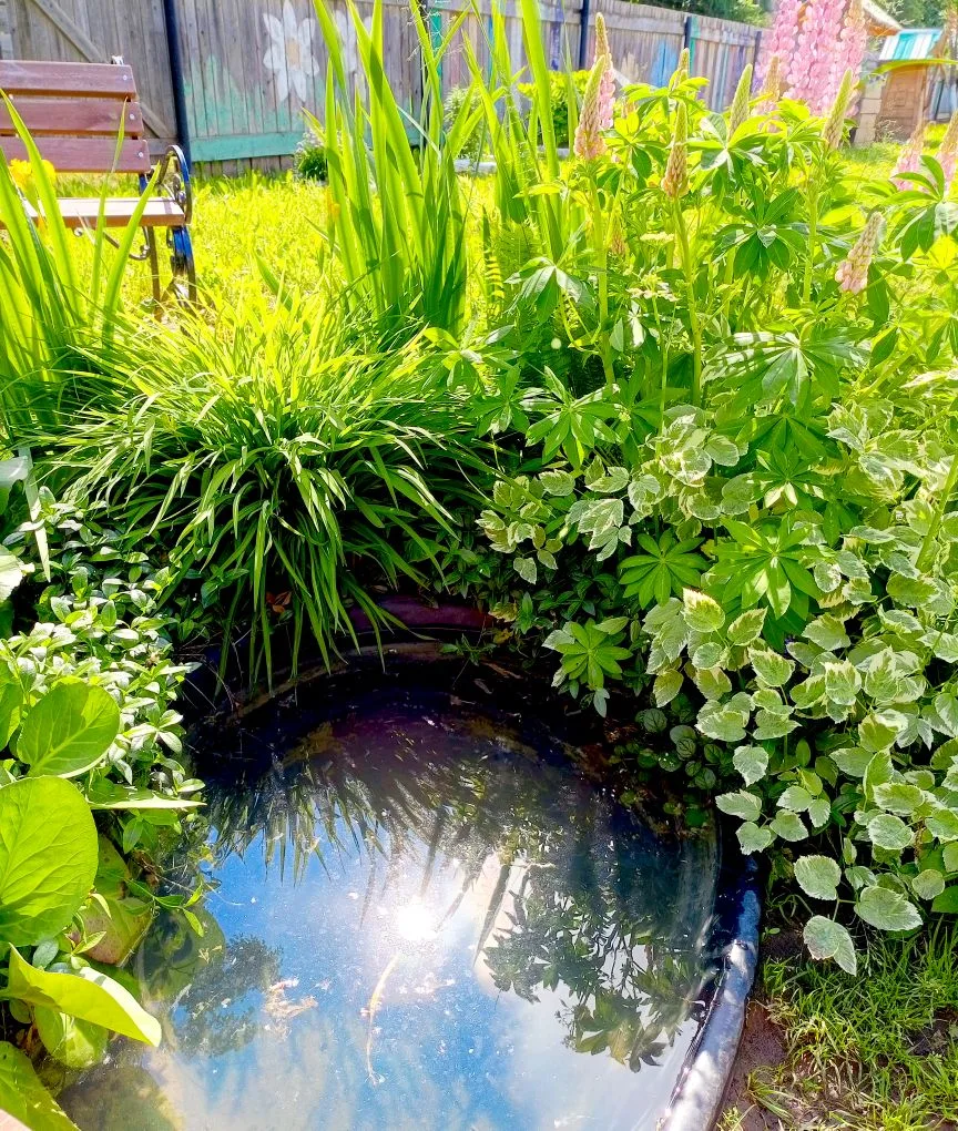 #разноцветныеклумбы
#УкрасимРодинуЦветами
#ЦПДгородаУржума

Красота на наших клумбах.