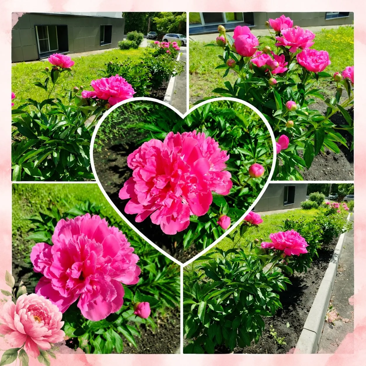 Сегодня отмечаем День пионов! 🌸 Этот замечательный праздник напоминает нам о детстве, о беззаботных