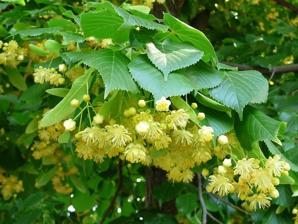 ЛИПА
🌳 Липа - это растение, любимое многими. Липовый цвет решает целый ряд серьёзных вопросов со зд
