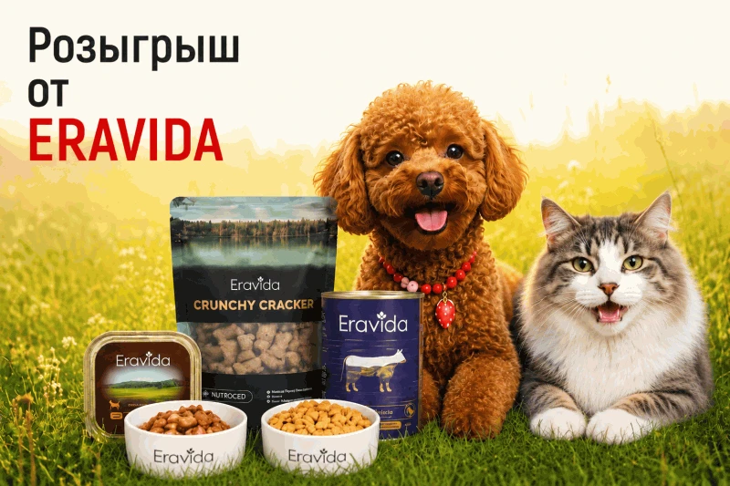 Розыгрыш от Eravida❣️наборы кормов для собак и кошек ♡♡♡

Когда хвост — пулемёт, глаза горят, урчани