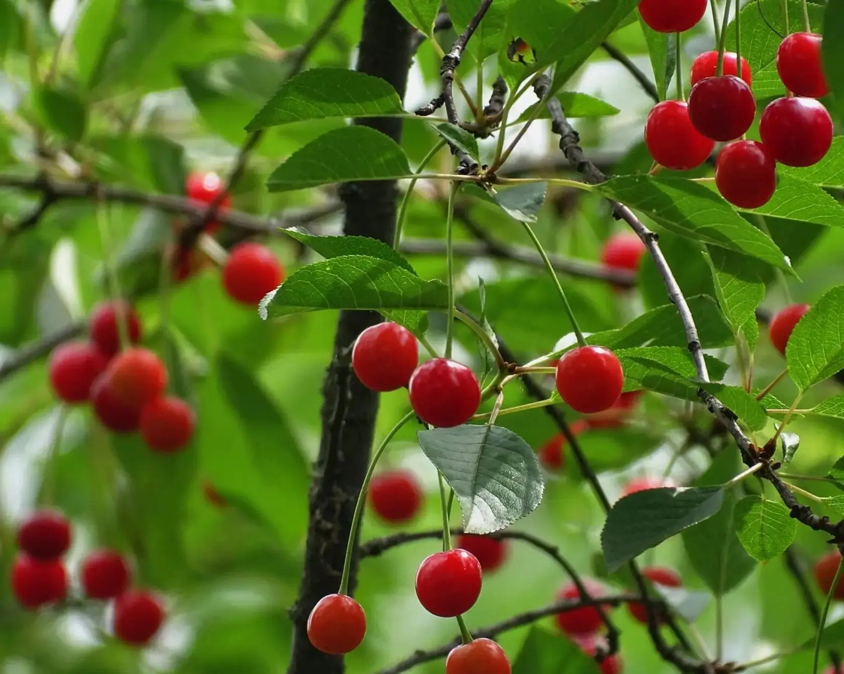 🌳 Доброе утро, уважаемые жители и гости Новоцимлянского поселения.
✅ Всем хорошей и продуктивной ра