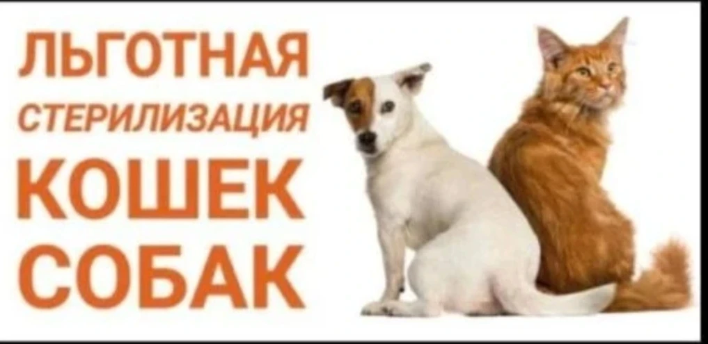 С 1 марта 2026 года Республика Башкортостан запустила систему обязательной регистрации собак и кошек