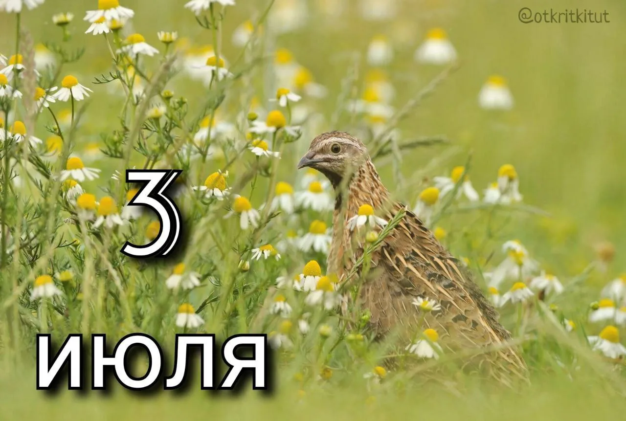 Праздники 3 июля 🎈

🎁 День ГАИ в России (ГИБДД МВД РФ) 

🎁 День тайной дружбы

🎁 День республики