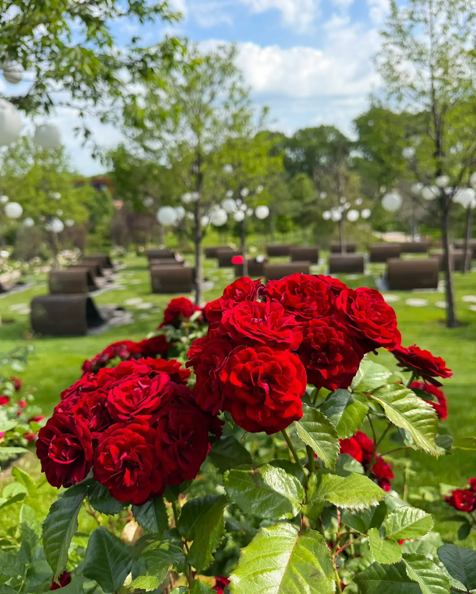 Cегодня до +27° ☀️🌤️
Доброе утро, друзья! 🌹

Парк Облаков продолжает манить ароматами роз, а Японс