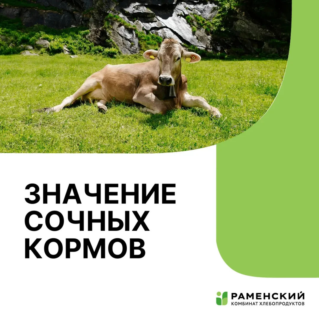 Сочные корма в рационе с/х животных. Состав, виды и роль в питании.

В кормлении поголовья раститель