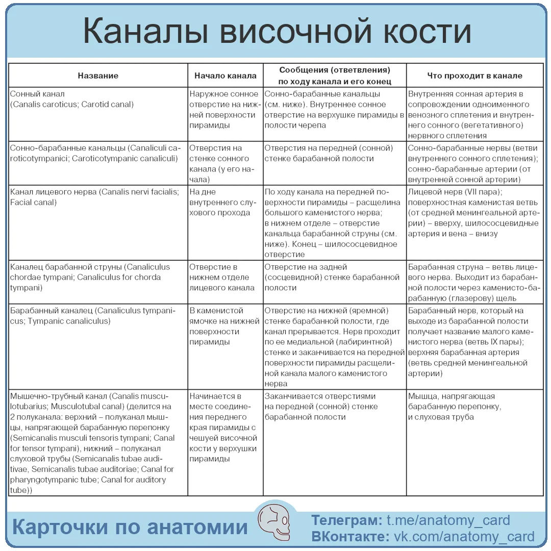 Каналы височной кости