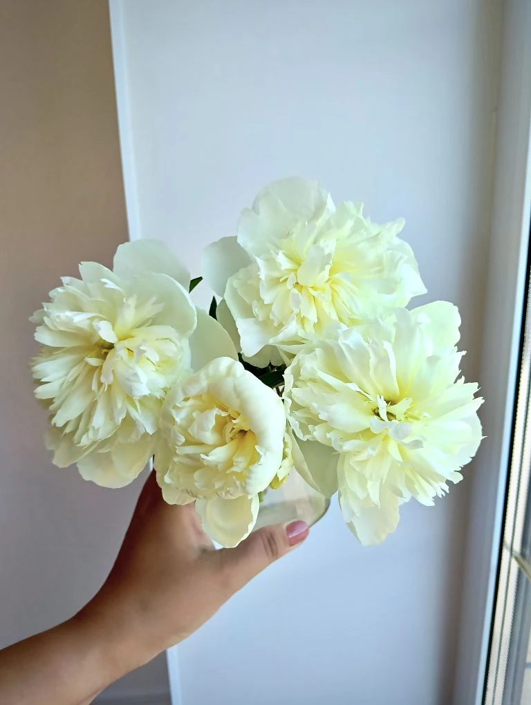 Продолжаем знакомство с нашими пионами.
🤍Представьте себе десерт из нежнейших сливок, который тает 