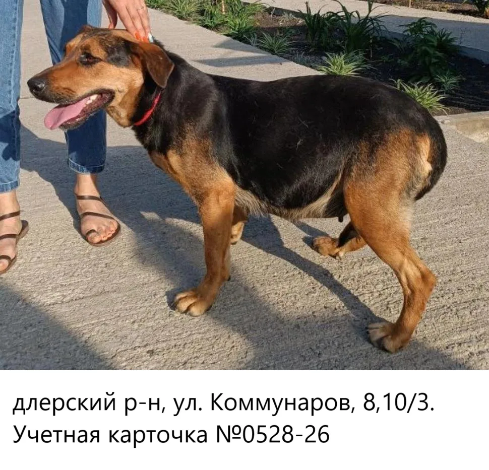 09.06.2026 был отлов собак по адресам:
Адлерский р-н:
- ул. Коммунаров, 8,10/3
- ул. Суздальская (кл