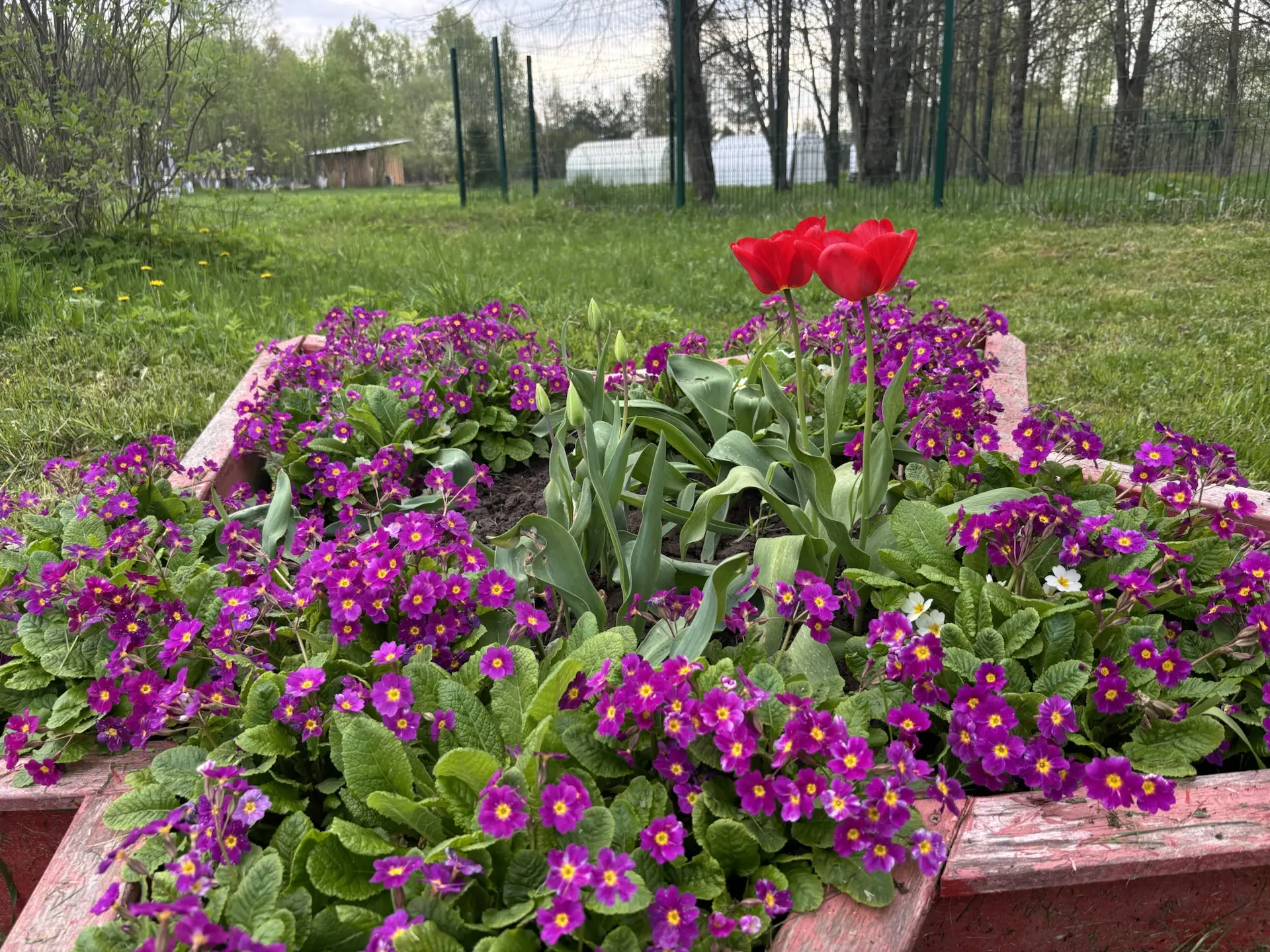 Расцветают краски на пришкольном участке 🌷🌸
