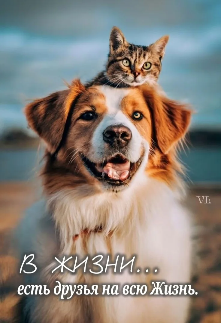 Дружба - бесценное сокровище в нашей жизни.

Лови💙хорошее настроение