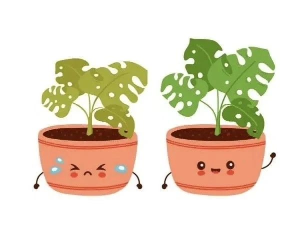🌿 Листья вянут, желтеют или опадают? Это стресс! 🌿Но не паникуйте: ваши зелёные друзья могут восст