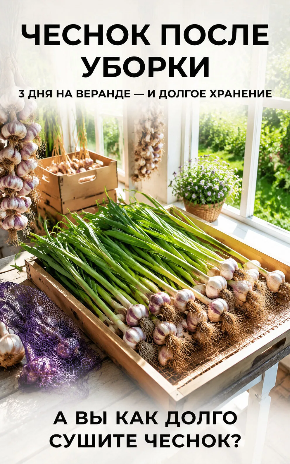 После уборки чеснока многие спешат сразу обрезать ботву и убрать головки на хранение.

Но именно пер