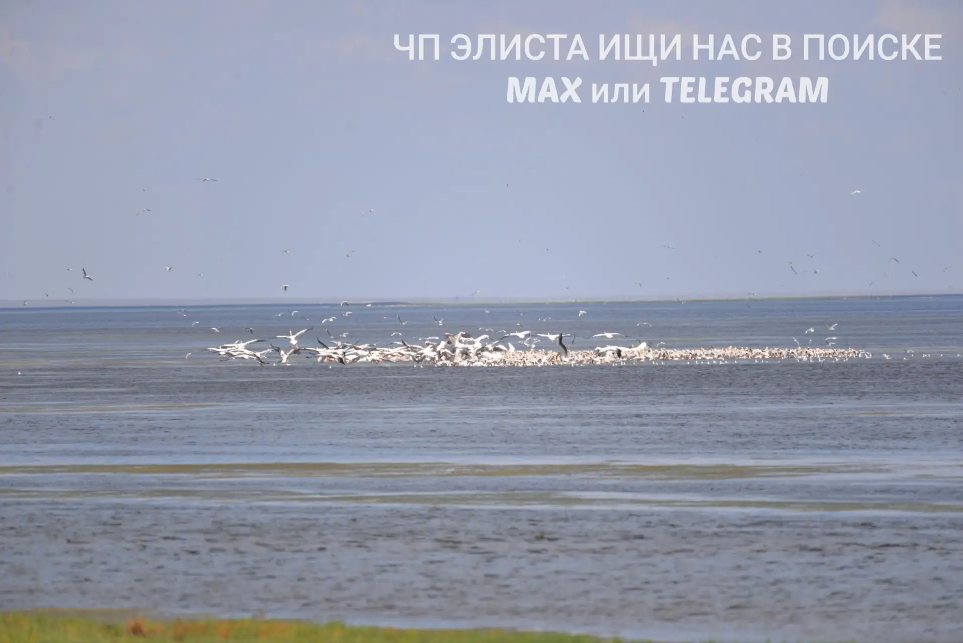 🎉 Отличные новости для любителей природы и защитников редких птиц! 🎉

В заповеднике «Чёрные земли»