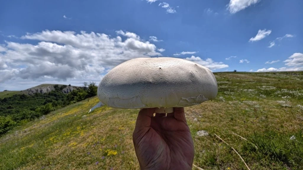 🍄‍🟫 Гигантские грибы в горах Крыма!  Поход был нелегкий, но природа решила нам поднять настроение!