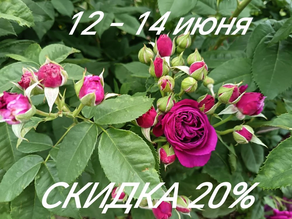 😊 Встречаем три дня выходных!!!

🔥 12-14 июня
СКИДКА 20/% на все растения:
🍀 однолетние;
🍀 много