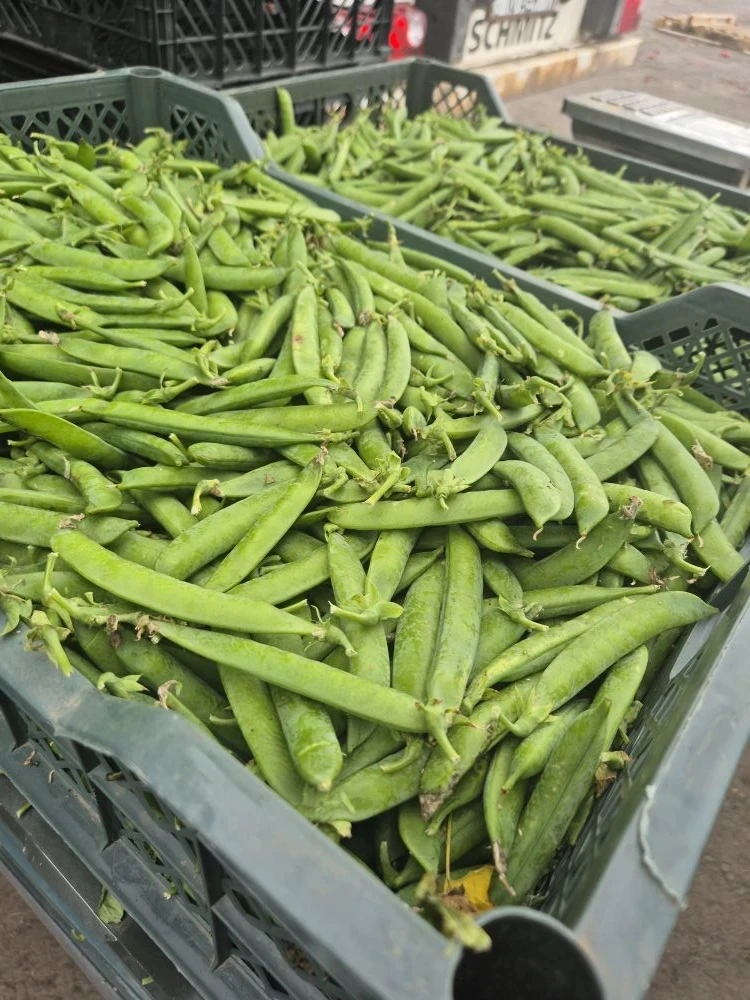 Молодой горох и свежая кукуруза сегодня вечером будут в наличии 🫛🌽