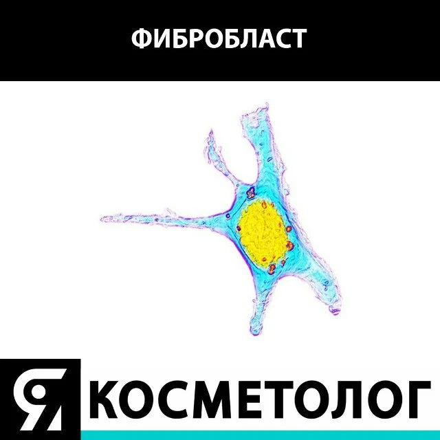 А что вам напоминает фибробласт? 🌟 Пишите в комментариях👇


Проект ЯКОСМЕТОЛОГ - 
https://kosmetol