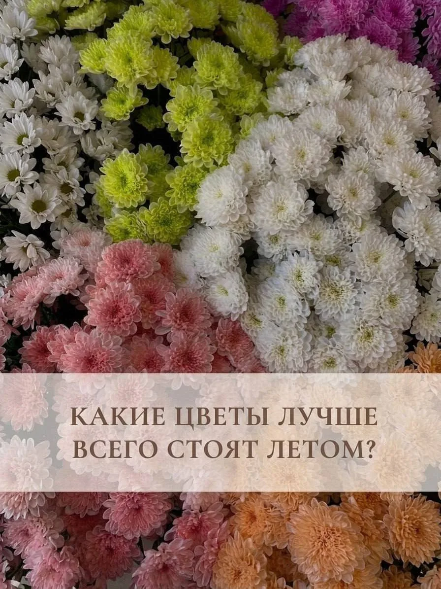 Какие цветы лучше всего стоят летом? 🌿☀️

Летом хочется, чтобы букет радовал как можно дольше. И хо