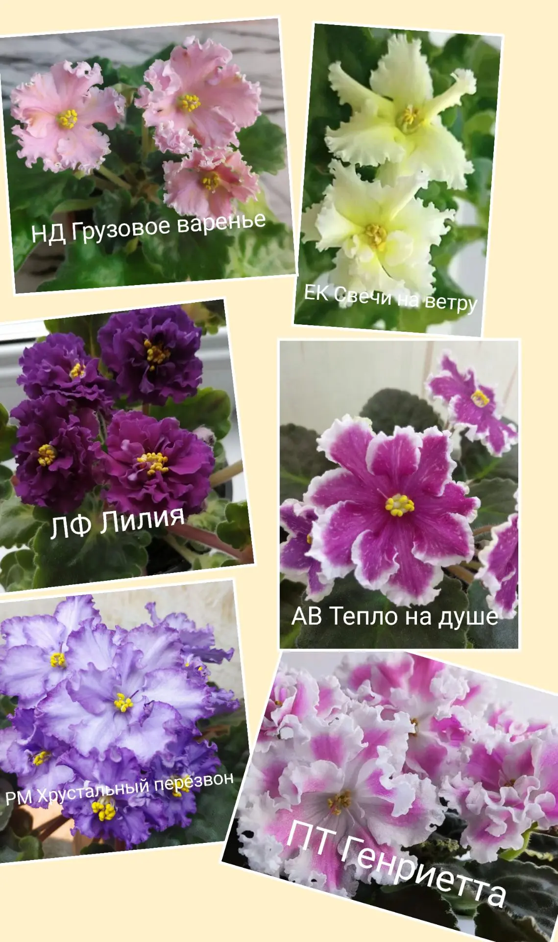 Продам фиалки (детки). 200 руб/шт. Есть много других сортов. Все вопросы в личку 89241014912. Хабаро