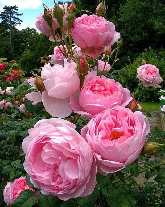 Йод и молоко прогнали тлю с моих роз 🌹
⠀
⏺Для борьбы с тлей вам понадобятся: распылитель или 2-л. б