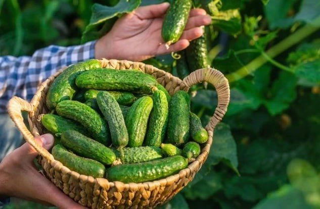 Хотите хрустеть своими огурчиками уже в июне? 🥒 Тогда к выбору сортов нужно подойти грамотно! Делим