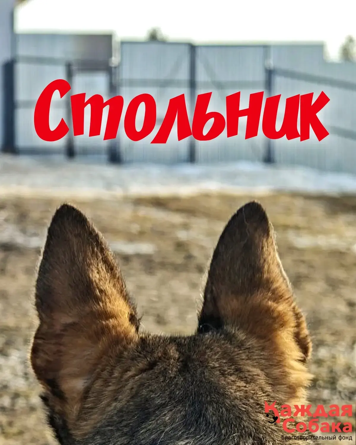 Стольник‼️ Это отчет о проделанной работе в апреле и призыв помогать собакам. 🐶

Немного статистики