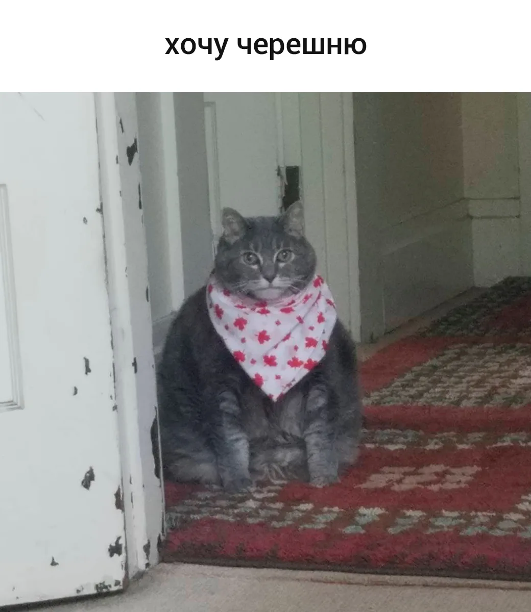 Никто:
Абсолютно никто:
Я, как только наступило лето: