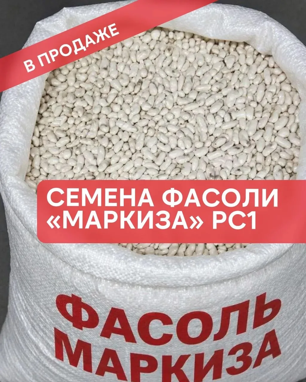 Представляем на продажу фасоль сорт «Маркиза» РС1 

✅️ Высокоурожайная
✅️ Белая (Госсортреестр № 826