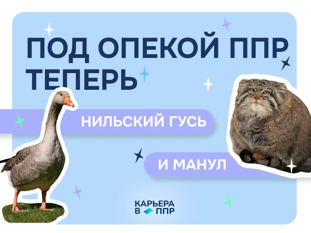 Теперь под опекой ППР манул и нильский гусь 🩵

Мы взяли под патронаж новых друзей — серого нильског