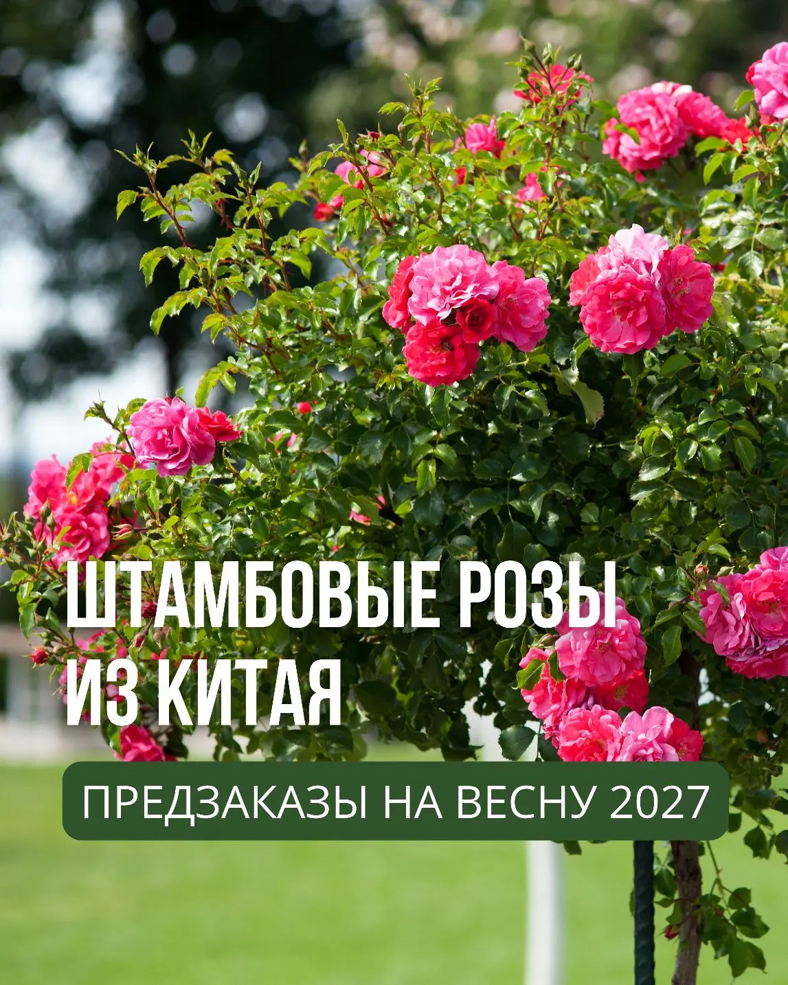 Штамбовые розы из Китая! Весна 2027!

Штамбовые розы в компактном формате:
• Горшок 14 см
• Штамб 30