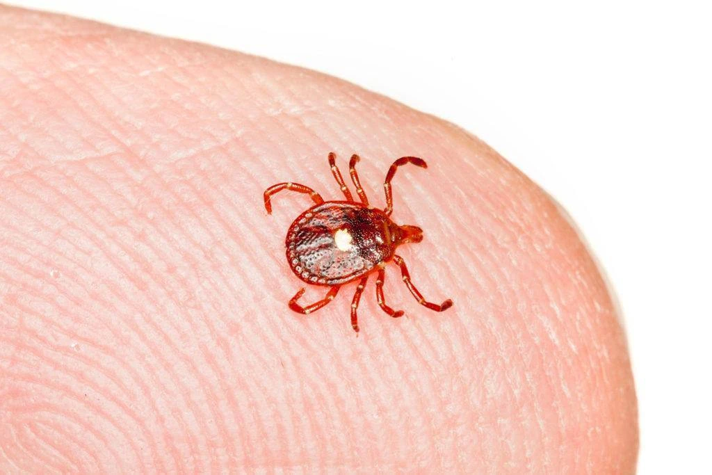 🕷️ Второй пик активности клещей прийдётся на август–сентябрь

Будьте внимательны и осторожны ❗️

