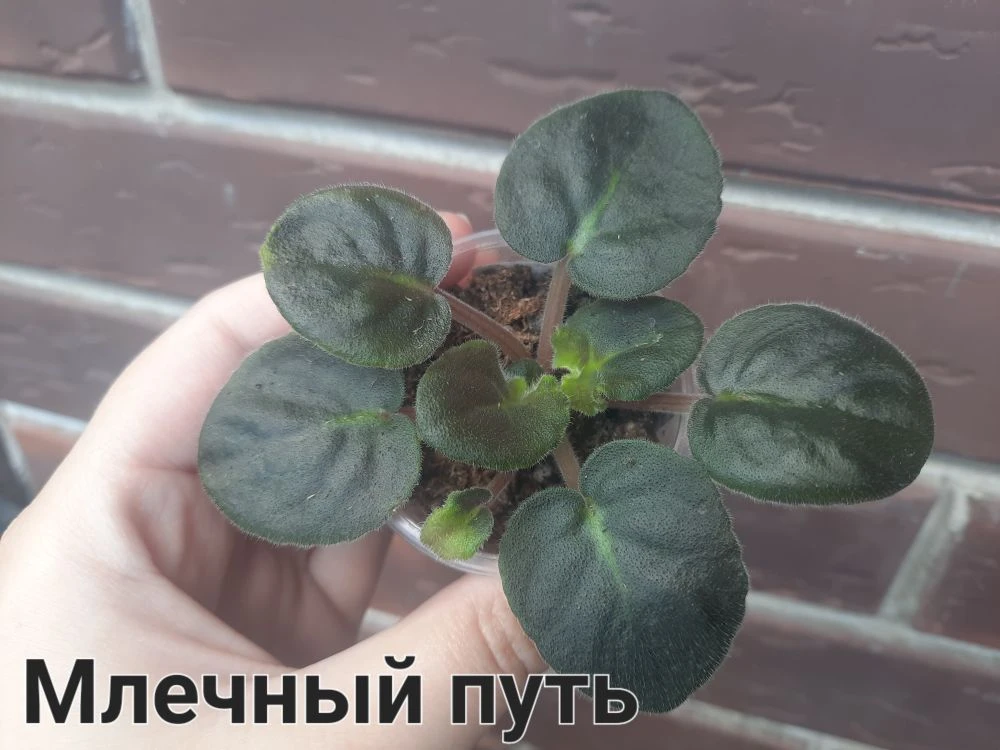 В наличии по 1 шт

Фиалки сортовые цветущие

300руб