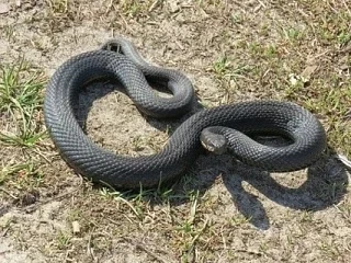 🐍 Осторожно, гадюка! Памятка для дачников и грибников.

Друзья, сезон в разгаре. Чтобы обезопасить 