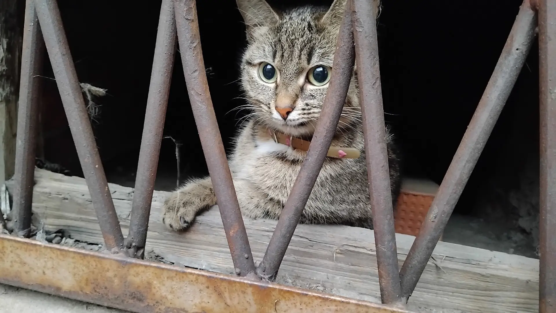 Добрый день. Ни у кого не терялась кошка? Уже несколько дней около школы бегает. С ошейником.