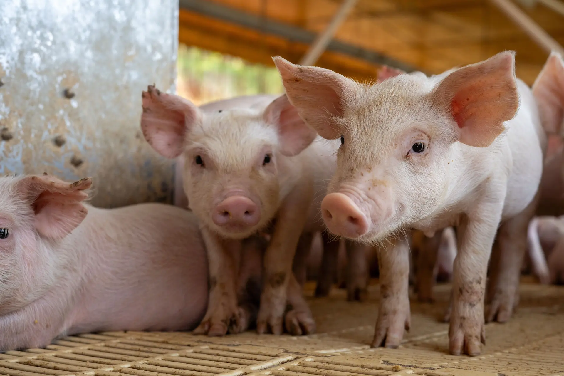 Почему болеют поросята? 🐷

Вот 5 главных причин, которые помогут вам сохранить здоровье поголовья.
