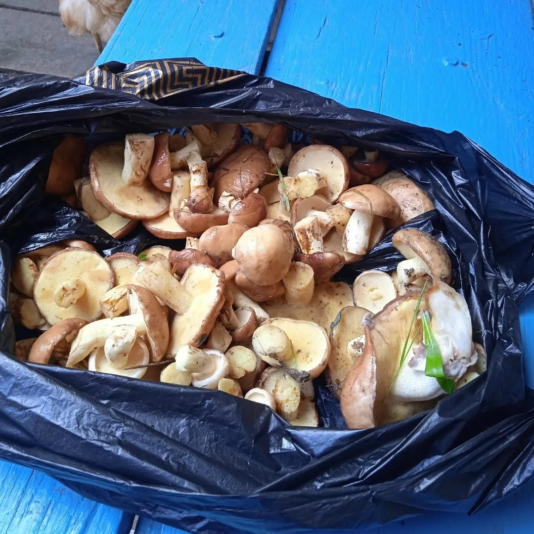 🍄‍🟫 В лесах под Магнитогорском начался грибной сезон

Магнитогорские грибники уже делятся в соцсет