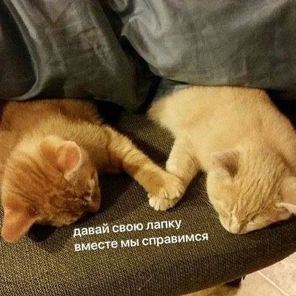 Несите добро в мемошную. Будем справляться 💙