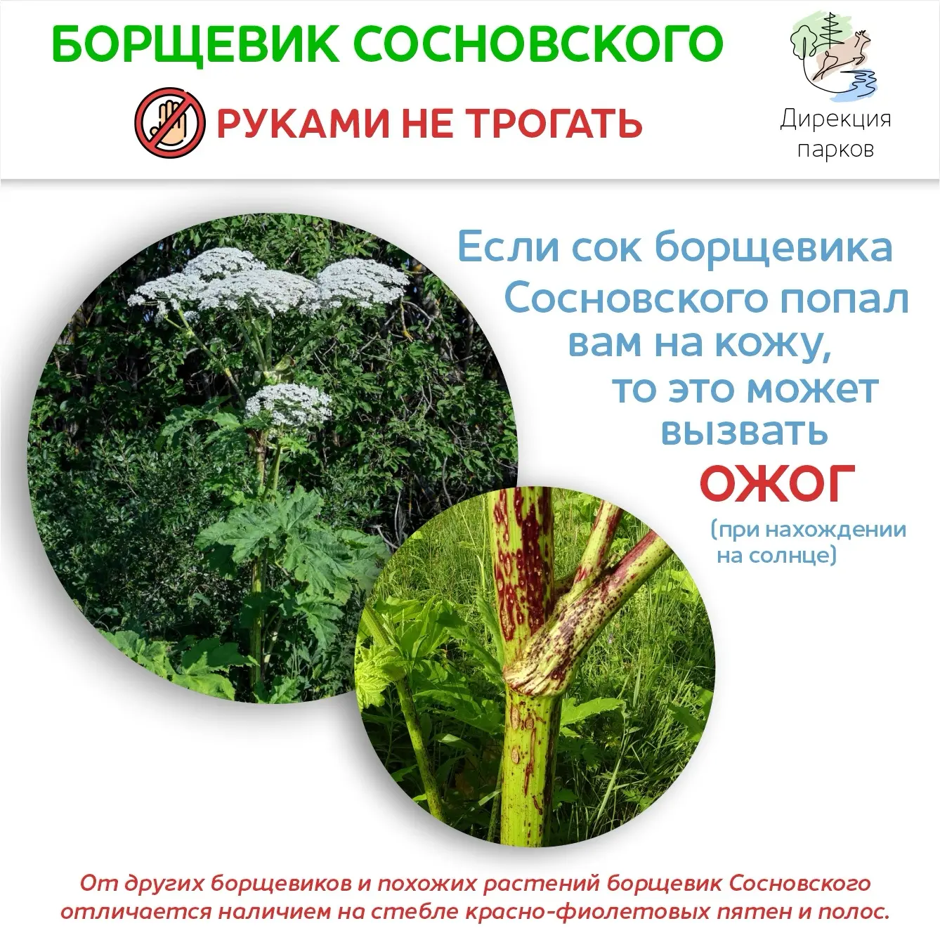Борщевик Сосновского: путь от востребованного высокопродуктивного силосного растения до злостного со