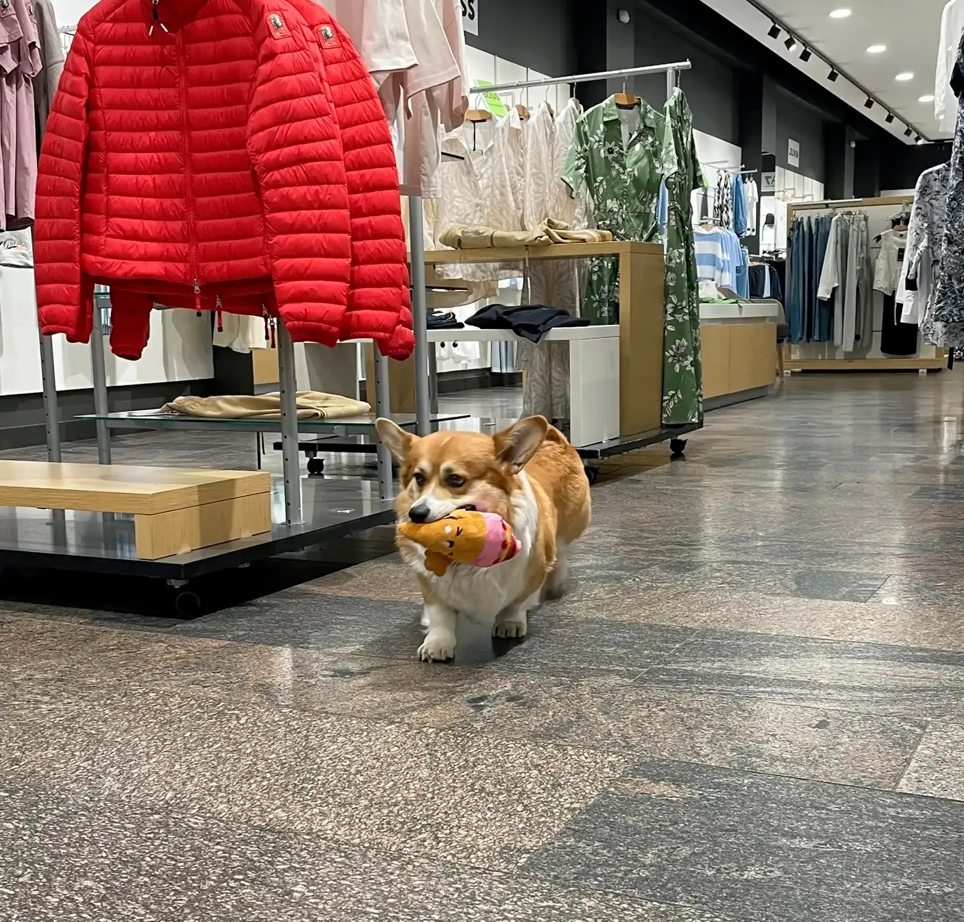 Папарацци в SportCourt
 
Собачье счастье не в косточке, а в Gelato от SportCourt.
🍦🐶 Дай лапу, при