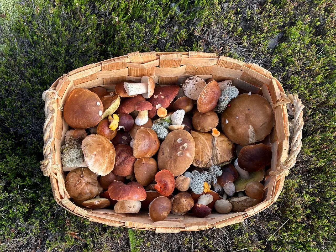 Про грибы поговорим? 🍄

Грибной сезон в Карелии длится больше полугода — с середины апреля до конца