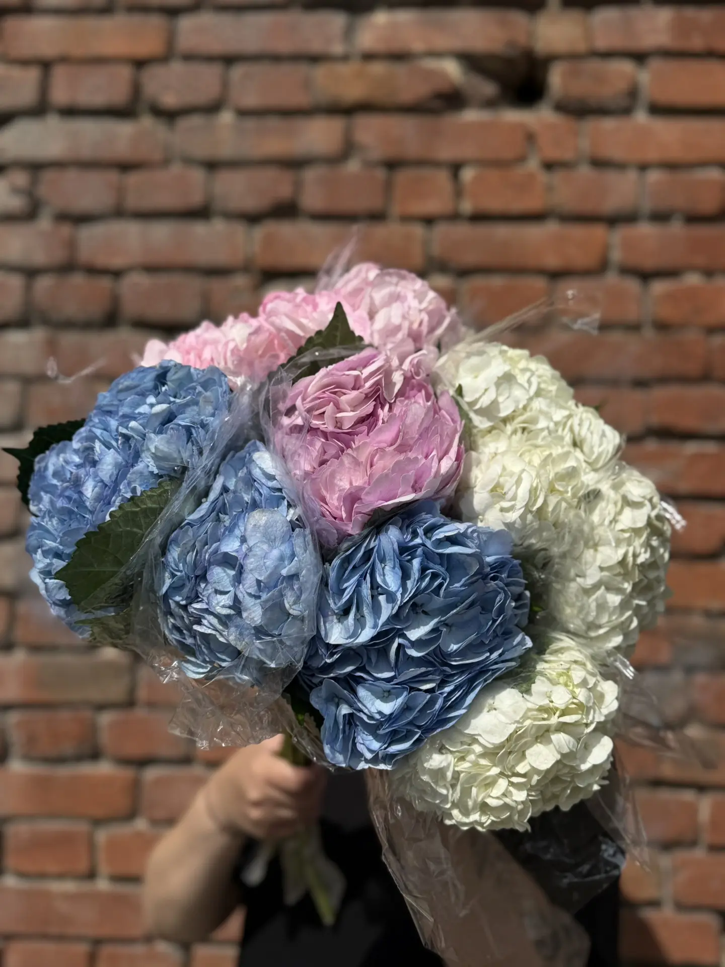 Гортензия (Колумбия)

250₽/шт