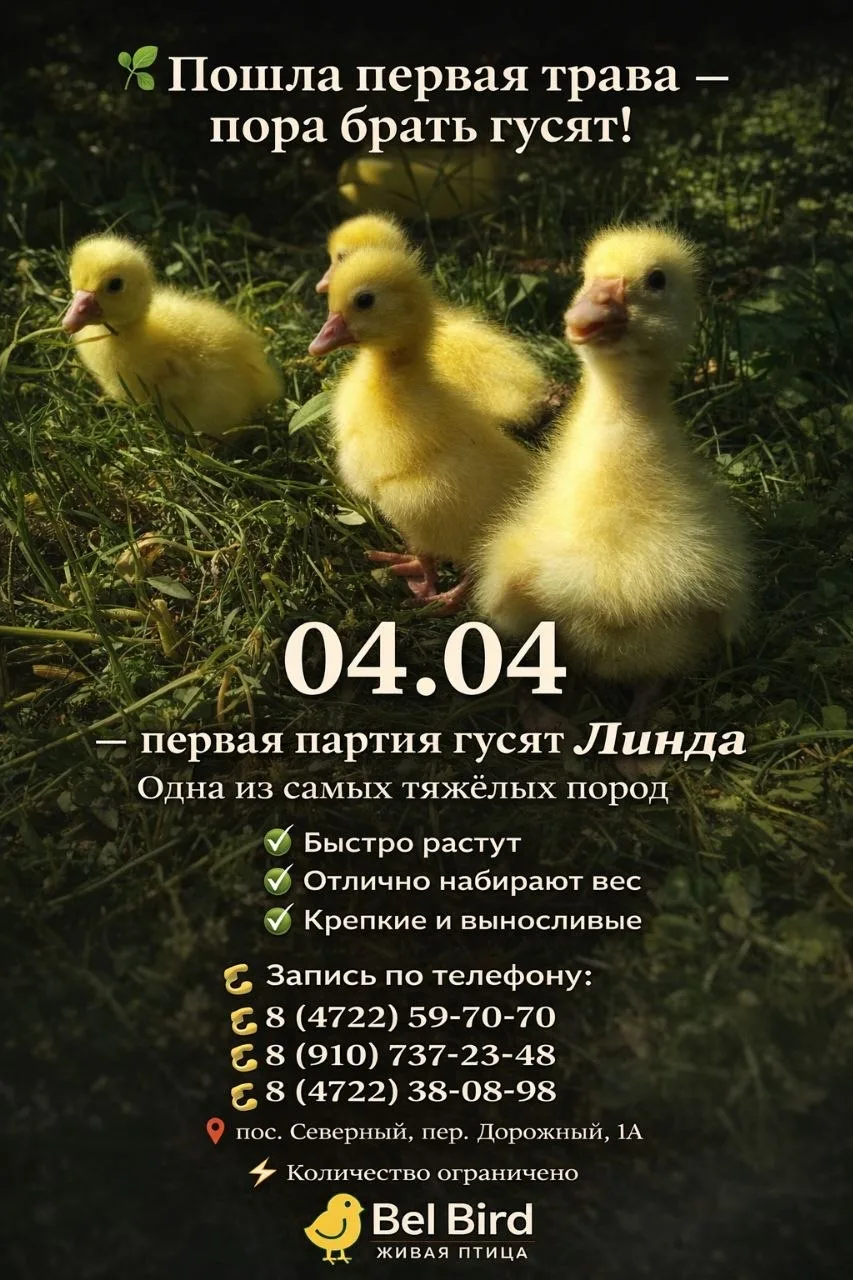 Добрый вечер,записаться на гуся можно завтра ,мы работаем с 9:00-18:00