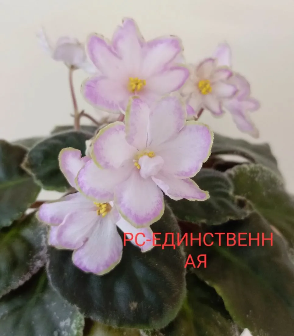 Белгородская область