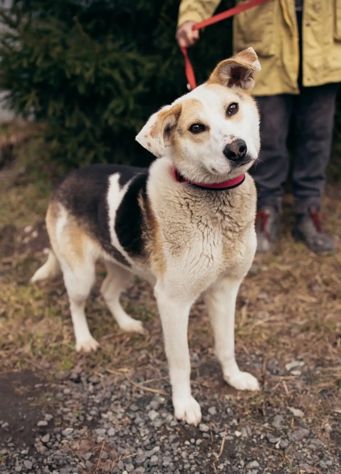 🆘 Подарите дом Фросе - Ефросинье.🙏 
😔 СКОРО ВЫПУСК😪 
 
🦮 Прекрасная молодая собака. 
Ей всего 1