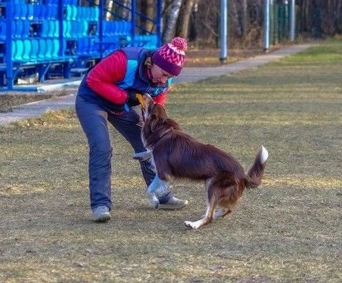«Моя собака не работает без еды!»
 
А что вы сделали для того, чтобы работала?
Не забывали хвалить в